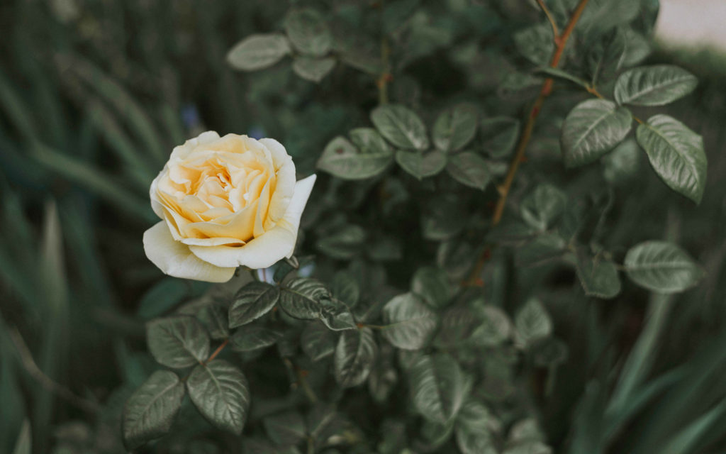 White rose flower in a natural garden