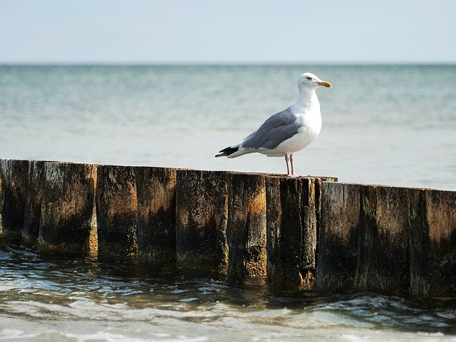 Seagull standing in front of the Ocean